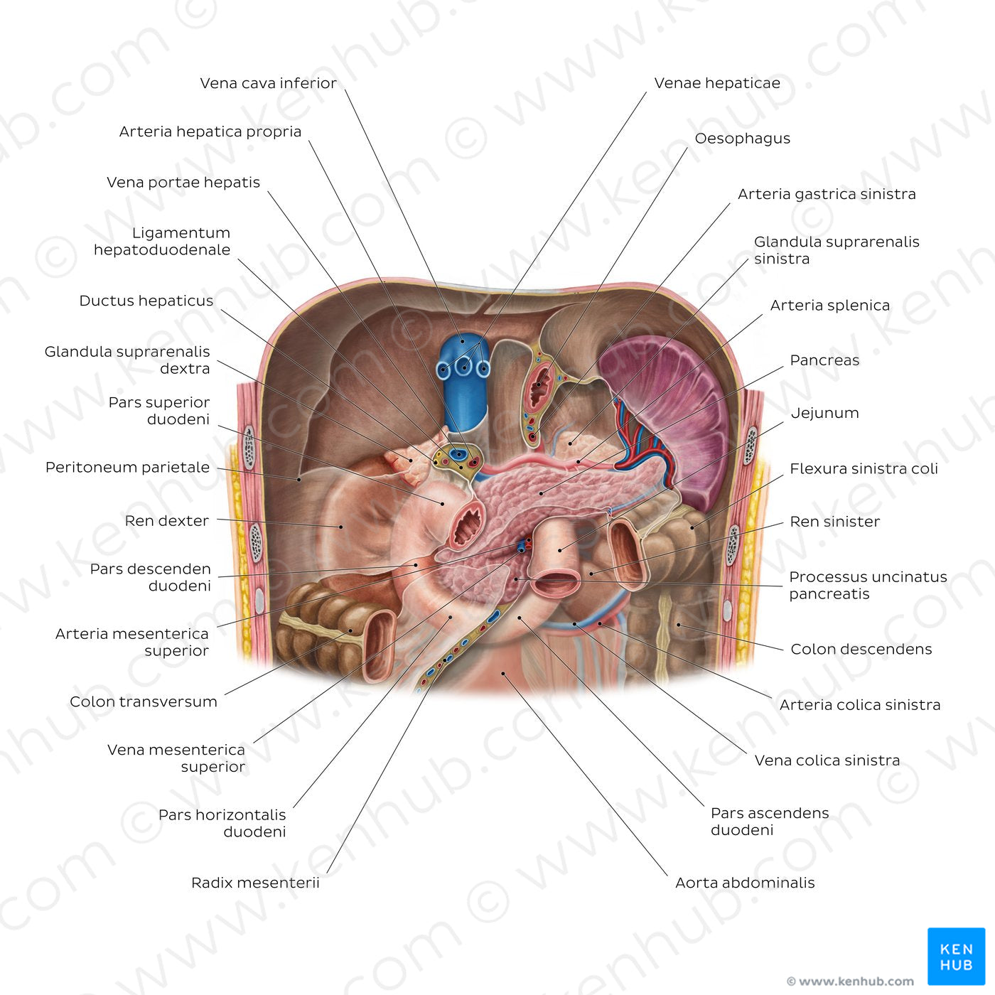 Kidneys in situ (Latin)