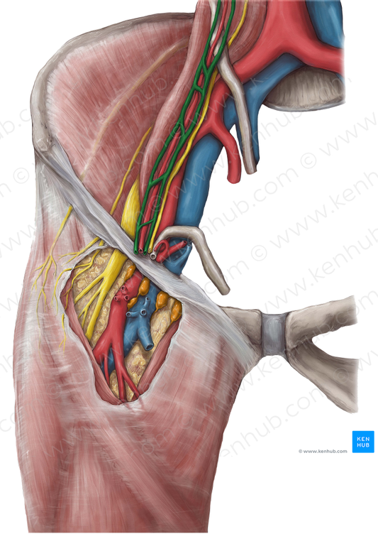 Testicular vein (#10631)