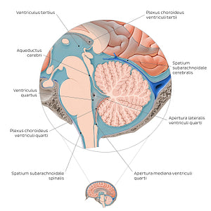 Ventricles and subarachnoid space of the brain (Latin)