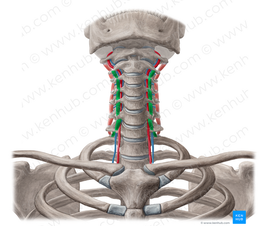 Anterior intertransversarii colli muscles (#19012)