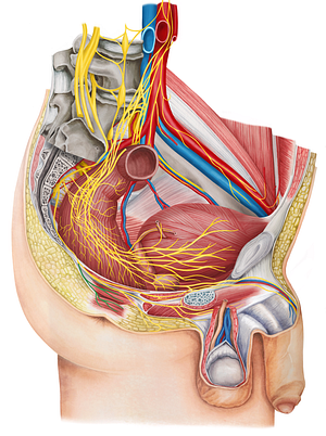 Inferior anal nerve (#6264)