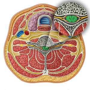 Spinal cord (#17325)