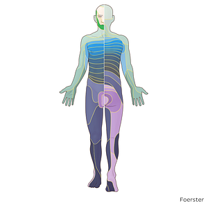 V3 dermatome (#20837)