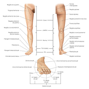 Regions of the lower extremity (Portuguese)