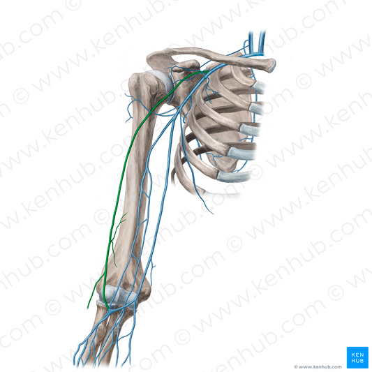 Cephalic vein (#10092)