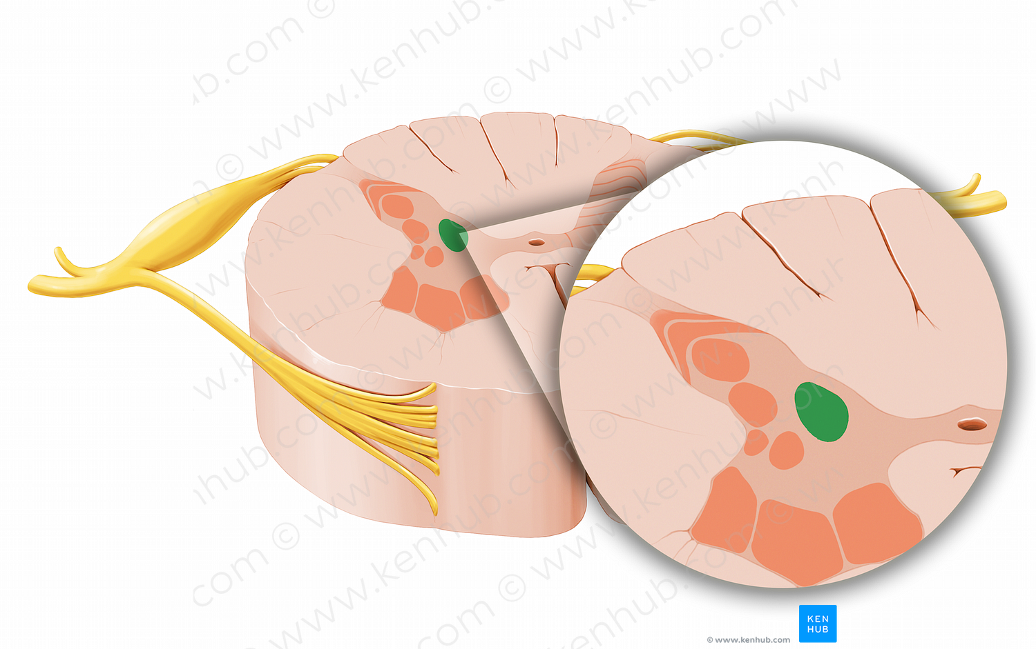 Posterior thoracic nucleus (#12030)