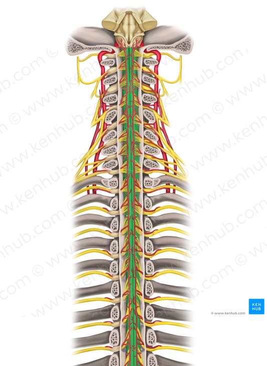 Spinal cord (#5022)
