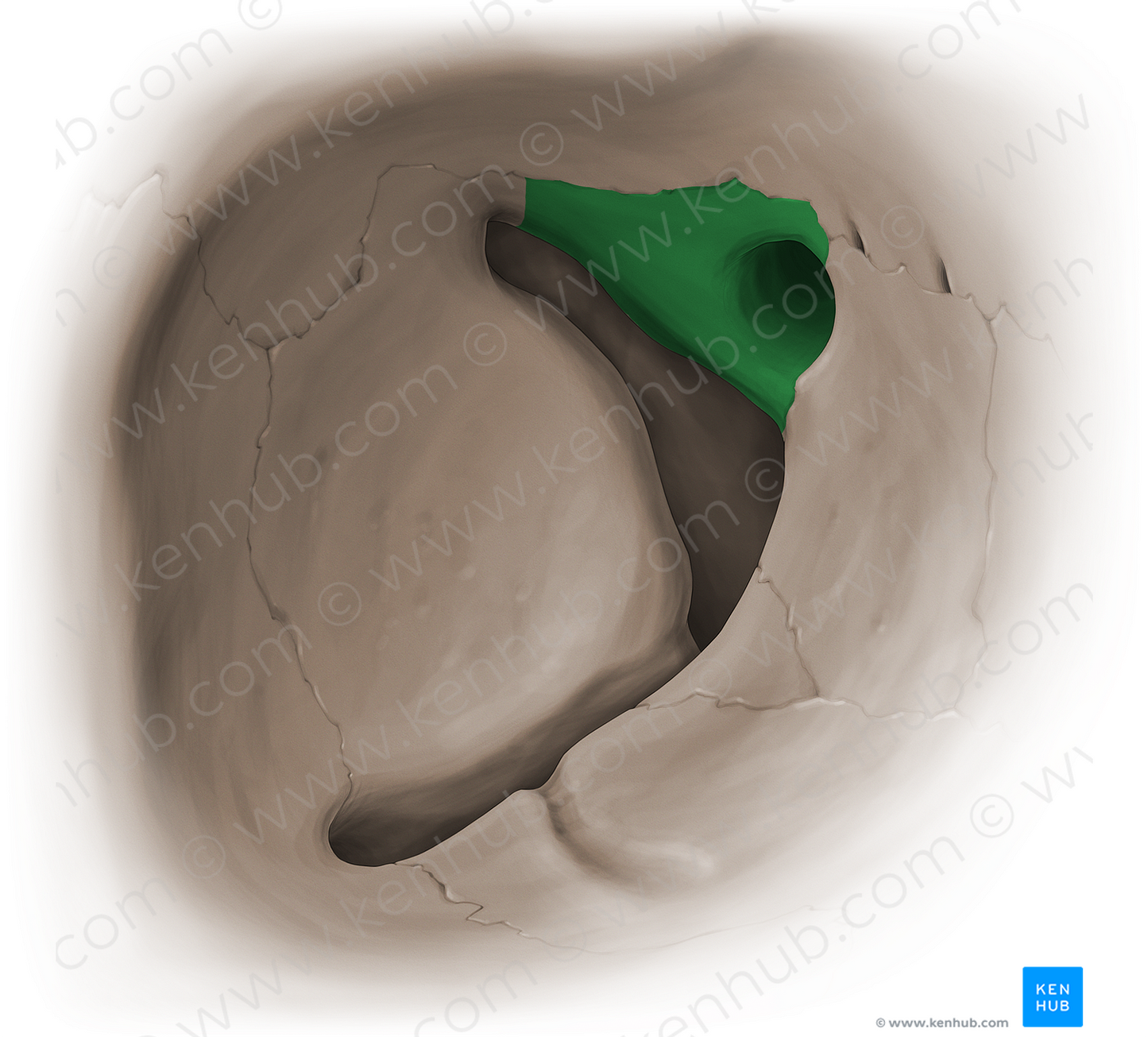 Orbital surface of lesser wing of sphenoid bone (#16084)