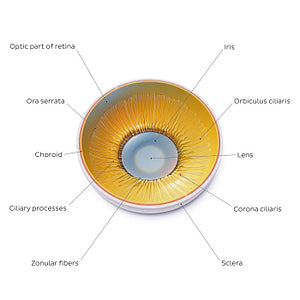 Lens and corpus ciliare: Posterior view (English)