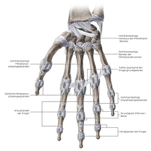 Ligaments of the metacarpals and phalanges: Palmar view (German)