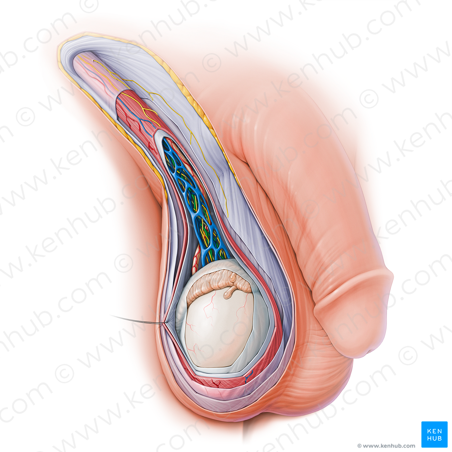 Testicular artery (#15132)