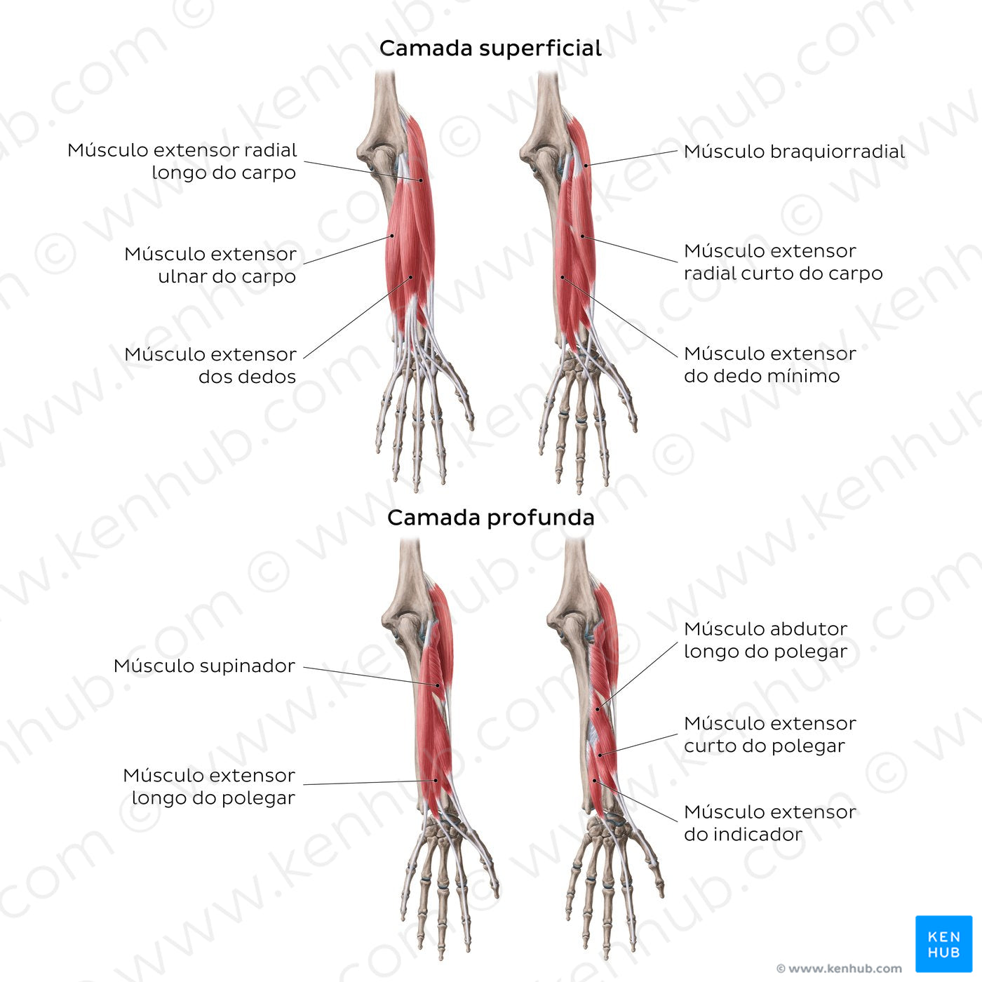 Extensors of the forearm (Portuguese)