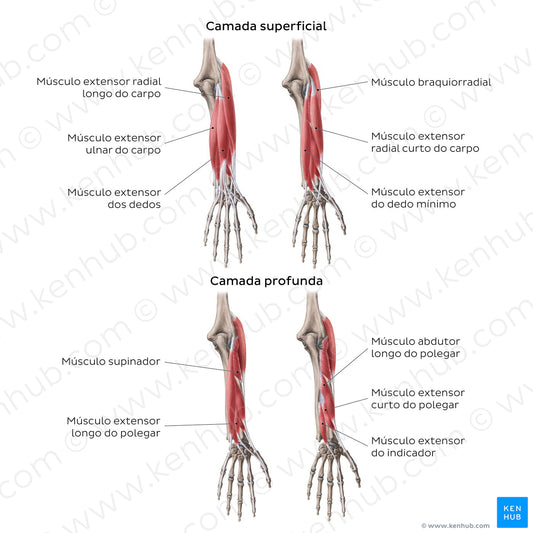 Extensors of the forearm (Portuguese)