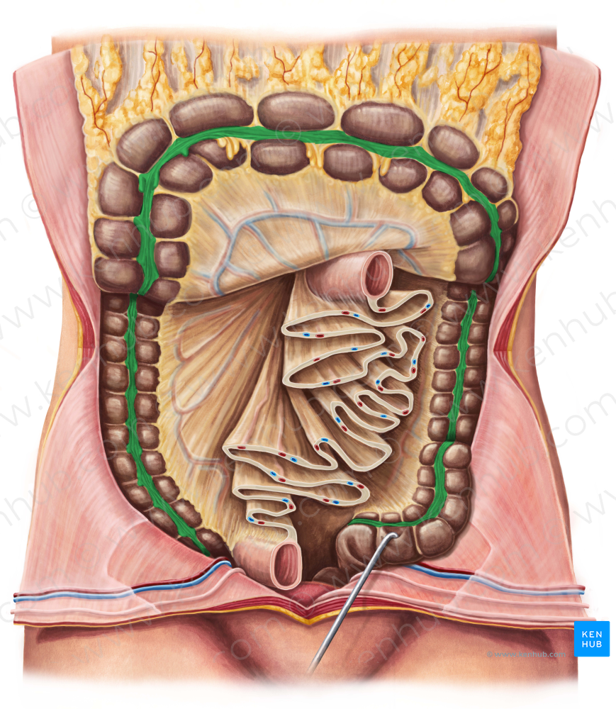 Teniae coli (#9400)