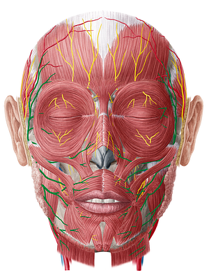 Facial nerve (#6410)
