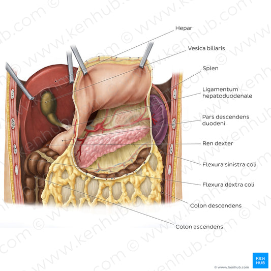 Omental bursa (relations) (Latin)