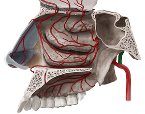 Superficial temporal artery (#1898)