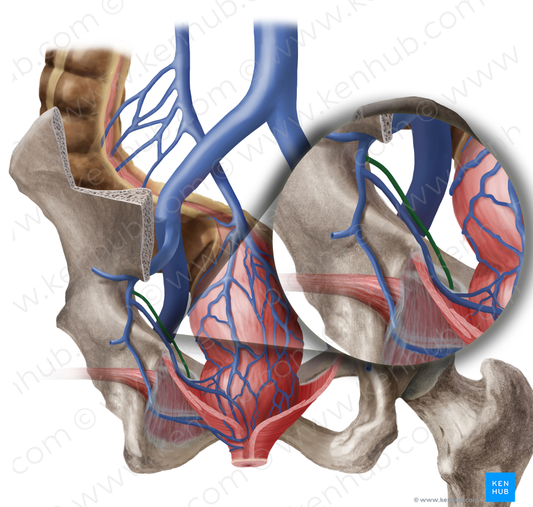 Obturator vein (#10436)