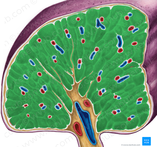 Splenic pulp (#8405)