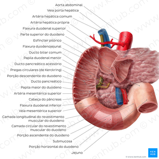 Duodenum (Portuguese)