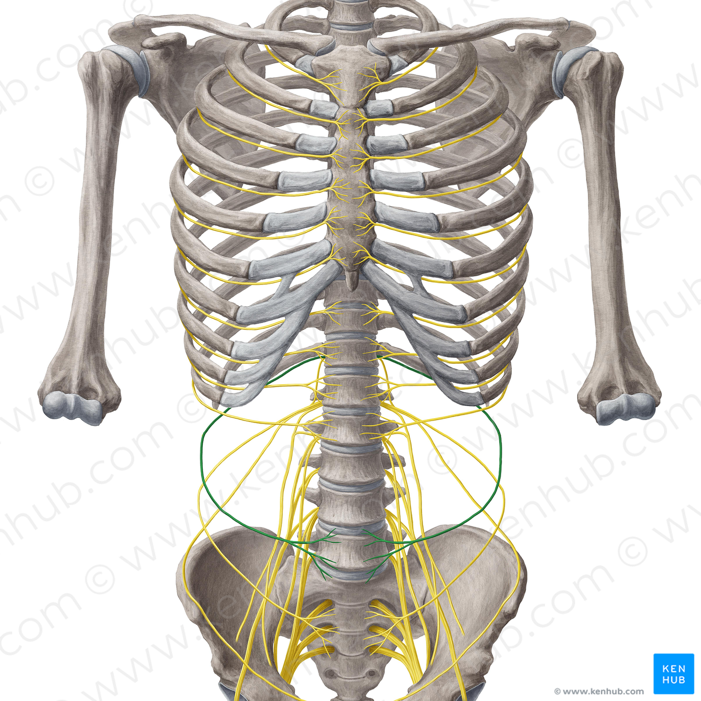 Subcostal nerve (#6774)