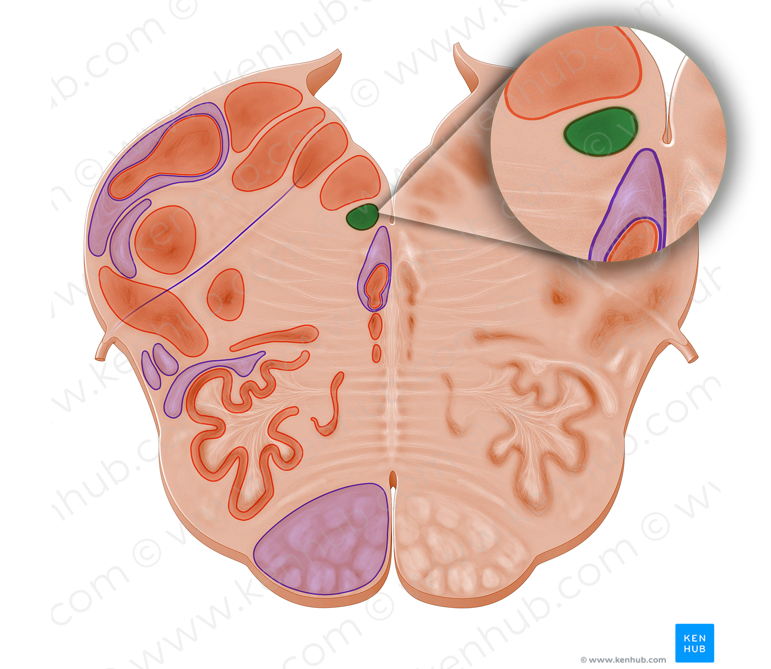 Subhypoglossal nucleus (#11091)