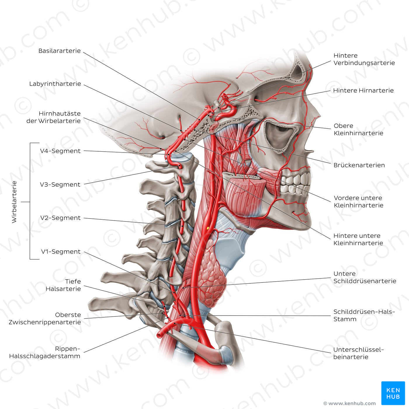 Arteries of the head: Vertebral artery (German)