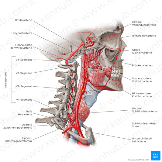 Arteries of the head: Vertebral artery (German)