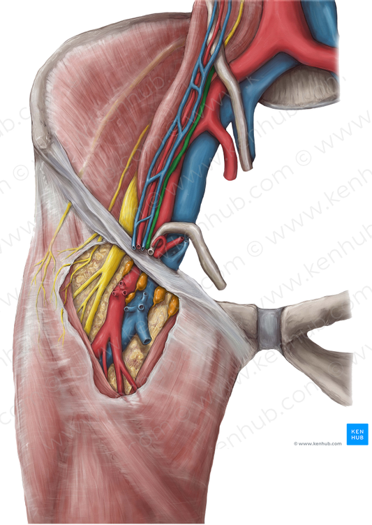 Genital branch of genitofemoral nerve (#8685)