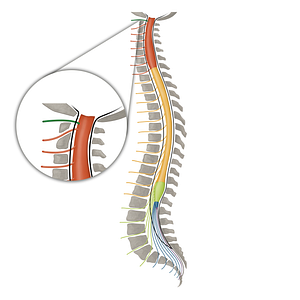 Spinal nerve C1 (#16085)