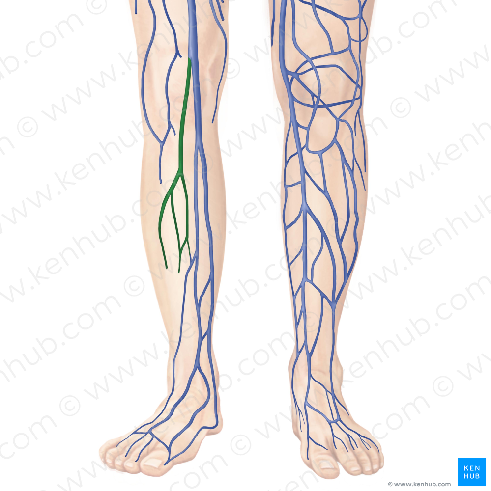 Small saphenous vein (#10570)