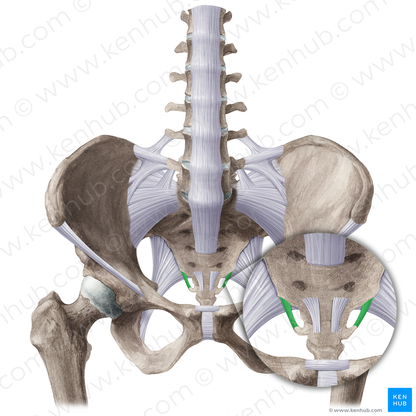 Lateral sacrococcygeal ligament (#21509)