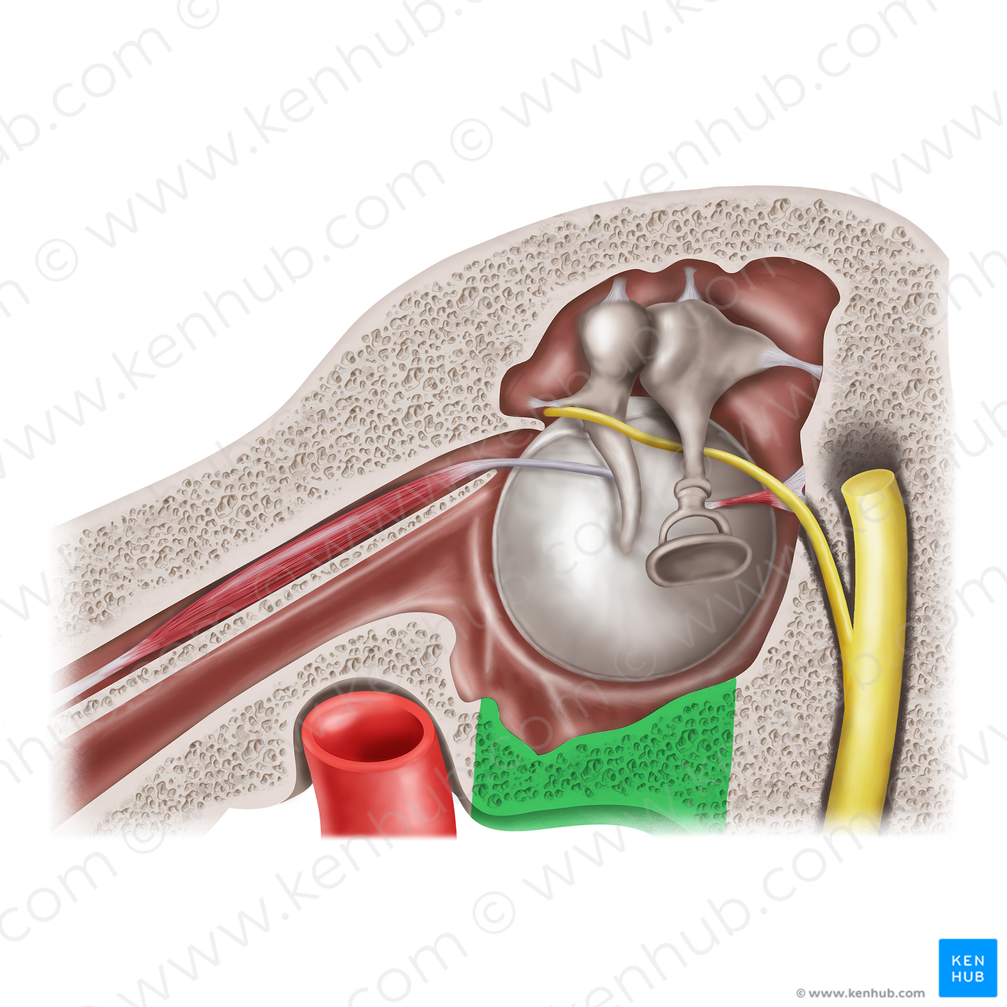 Jugular wall of tympanic cavity (#20591)