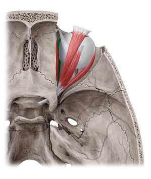 Medial rectus muscle (#5867)