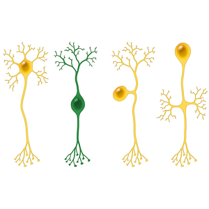 Bipolar neuron (#13508)