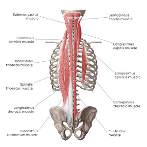 Superficial and intermediate deep back muscles (English)