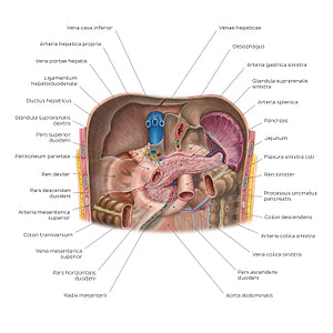 Kidneys in situ (Latin)