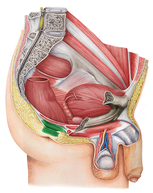 External anal sphincter (#5967)