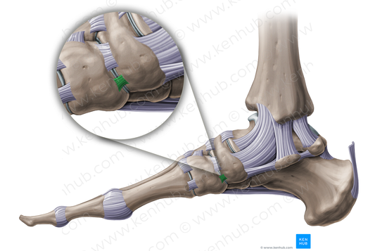 Medial cuneonavicular ligament (#20467)