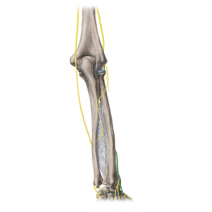 Superficial branch of radial nerve (#8807)