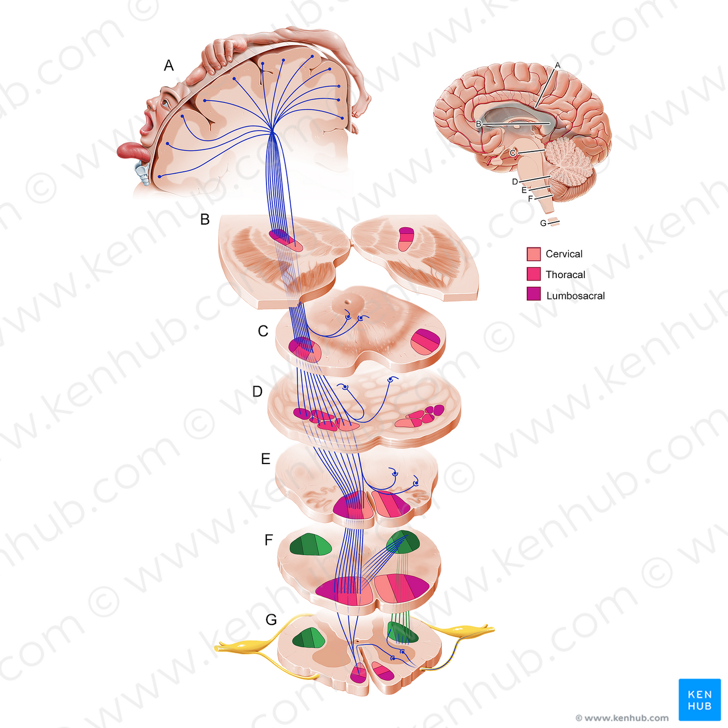 Lateral corticospinal tract (#21168)