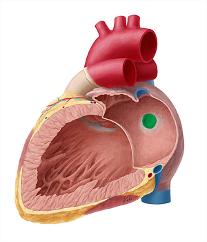 Valve of foramen ovale (#9916)