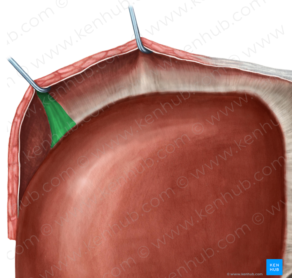 Right triangular ligament of liver (#4664)