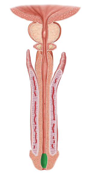 Navicular fossa of urethra (#3865)