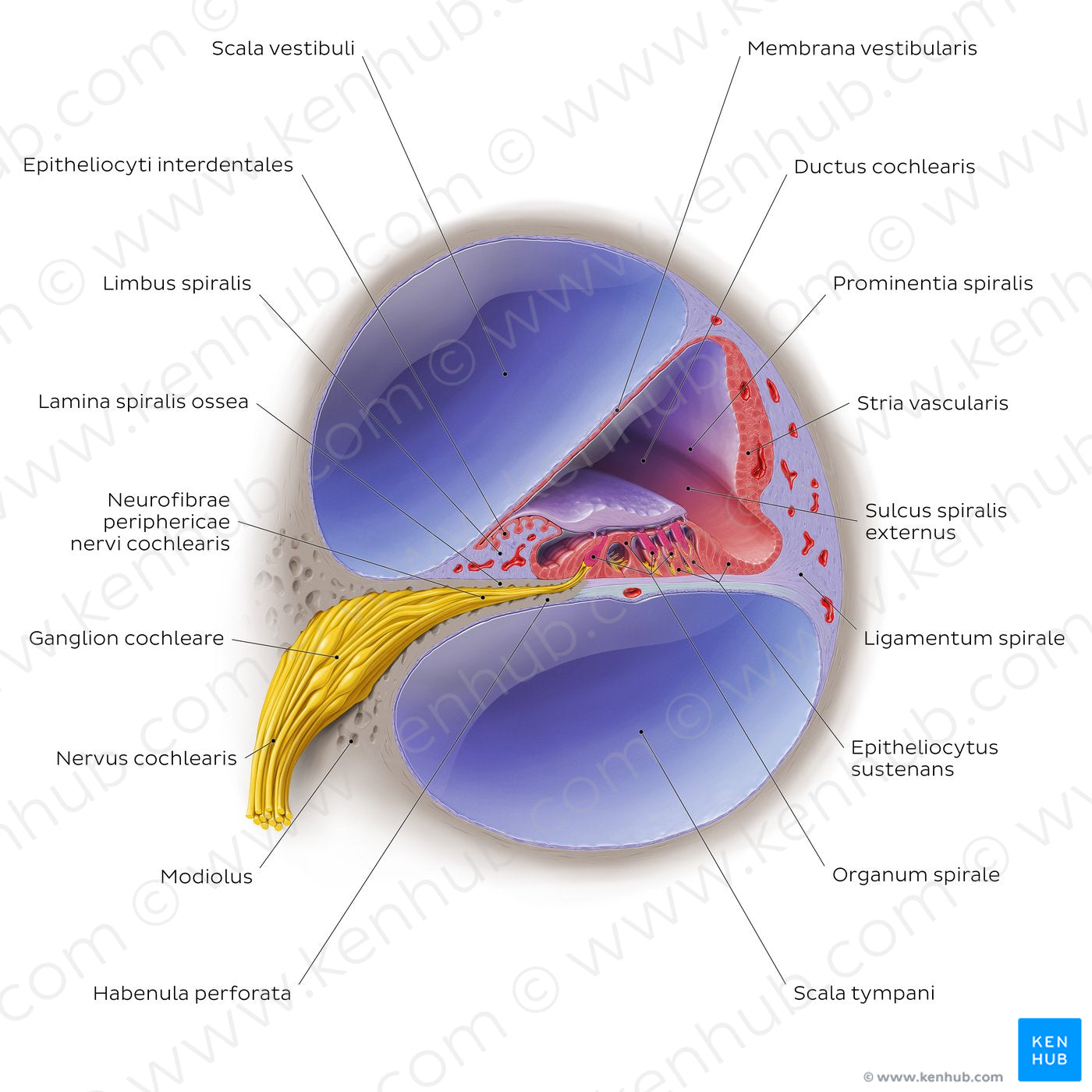 Cochlea: cross section (Latin) – Kenhub Image License Store