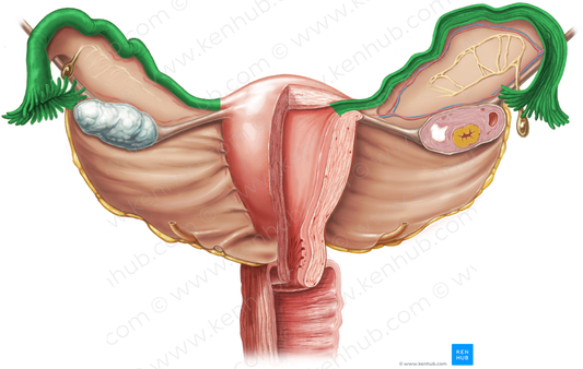 Uterine tube (#9682)