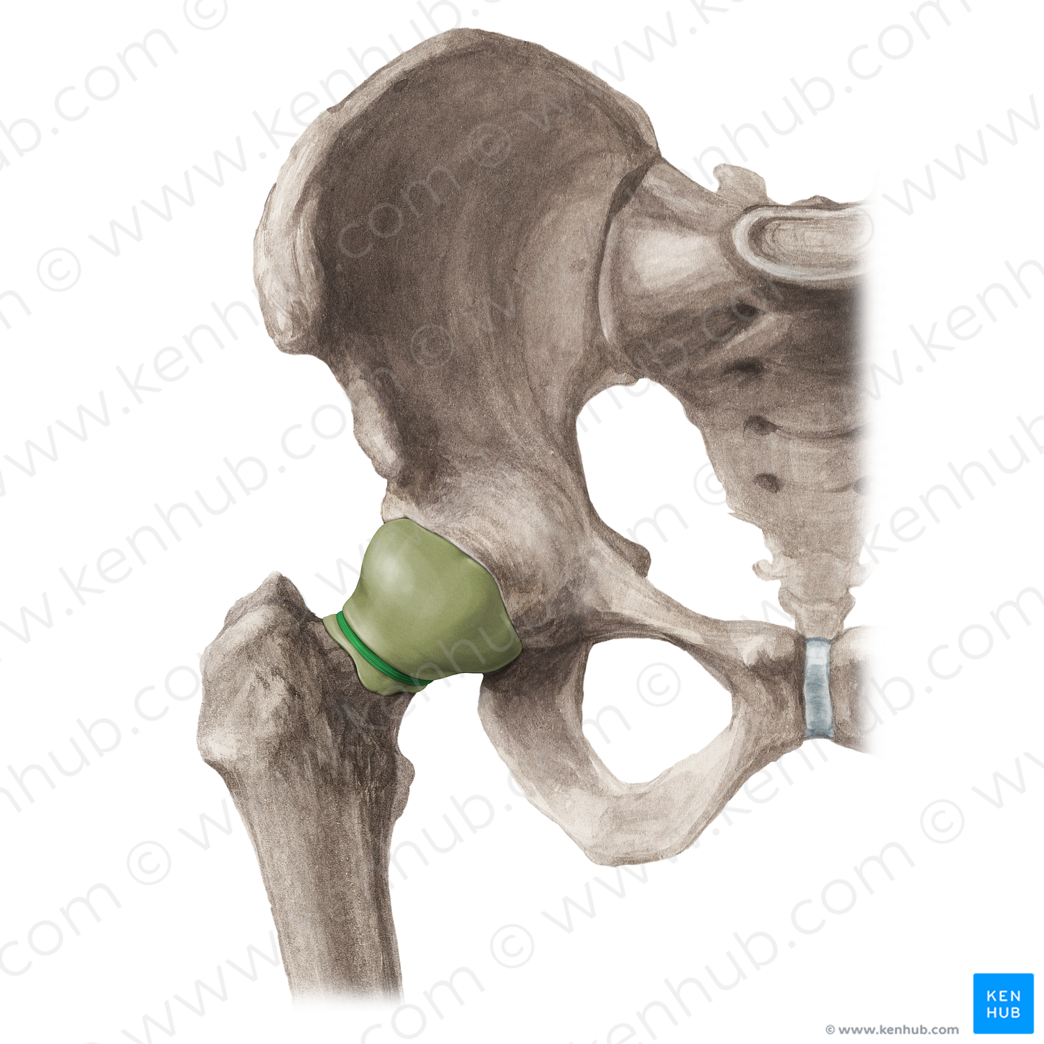 Zona orbicularis of hip joint (#16210)
