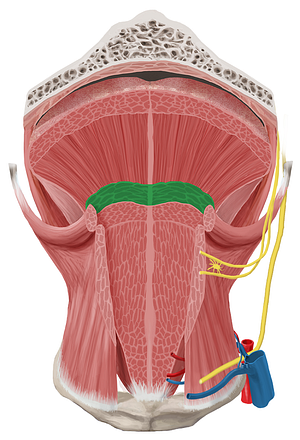 Transverse muscle of tongue (#6117)
