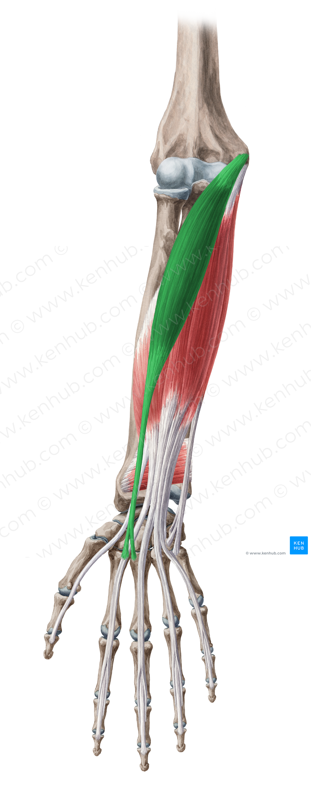 Flexor carpi radialis muscle (#5351)