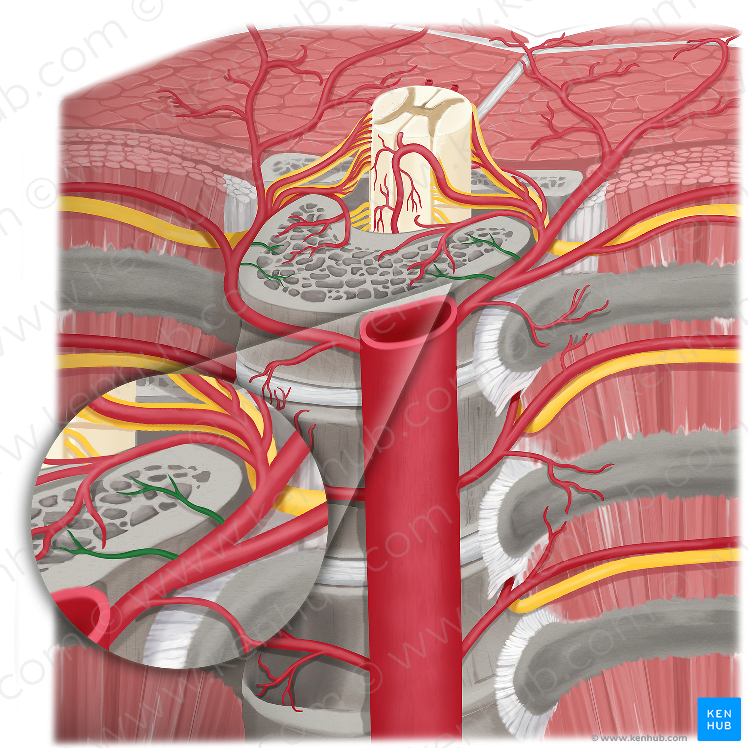 Precentral branch of dorsal branch of posterior intercostal artery (#21644)